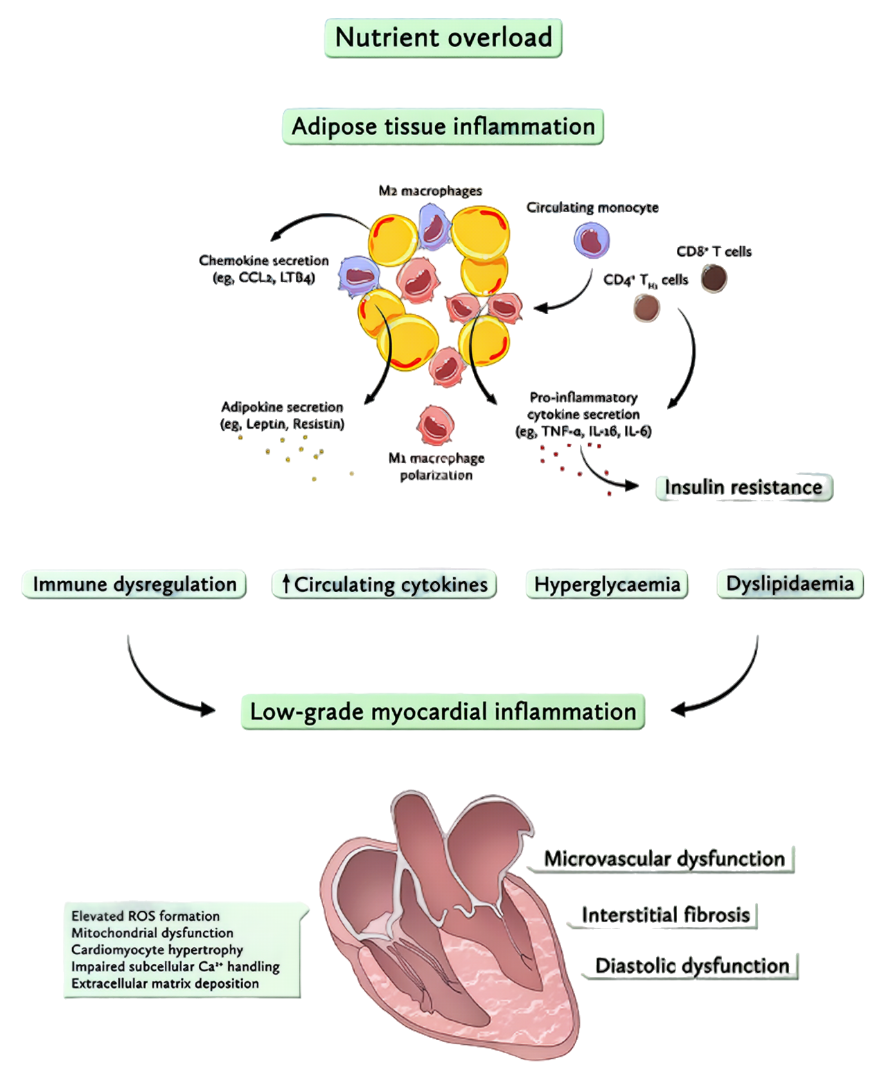 Corgaten kontwole metabolis en&egrave;ji myokad