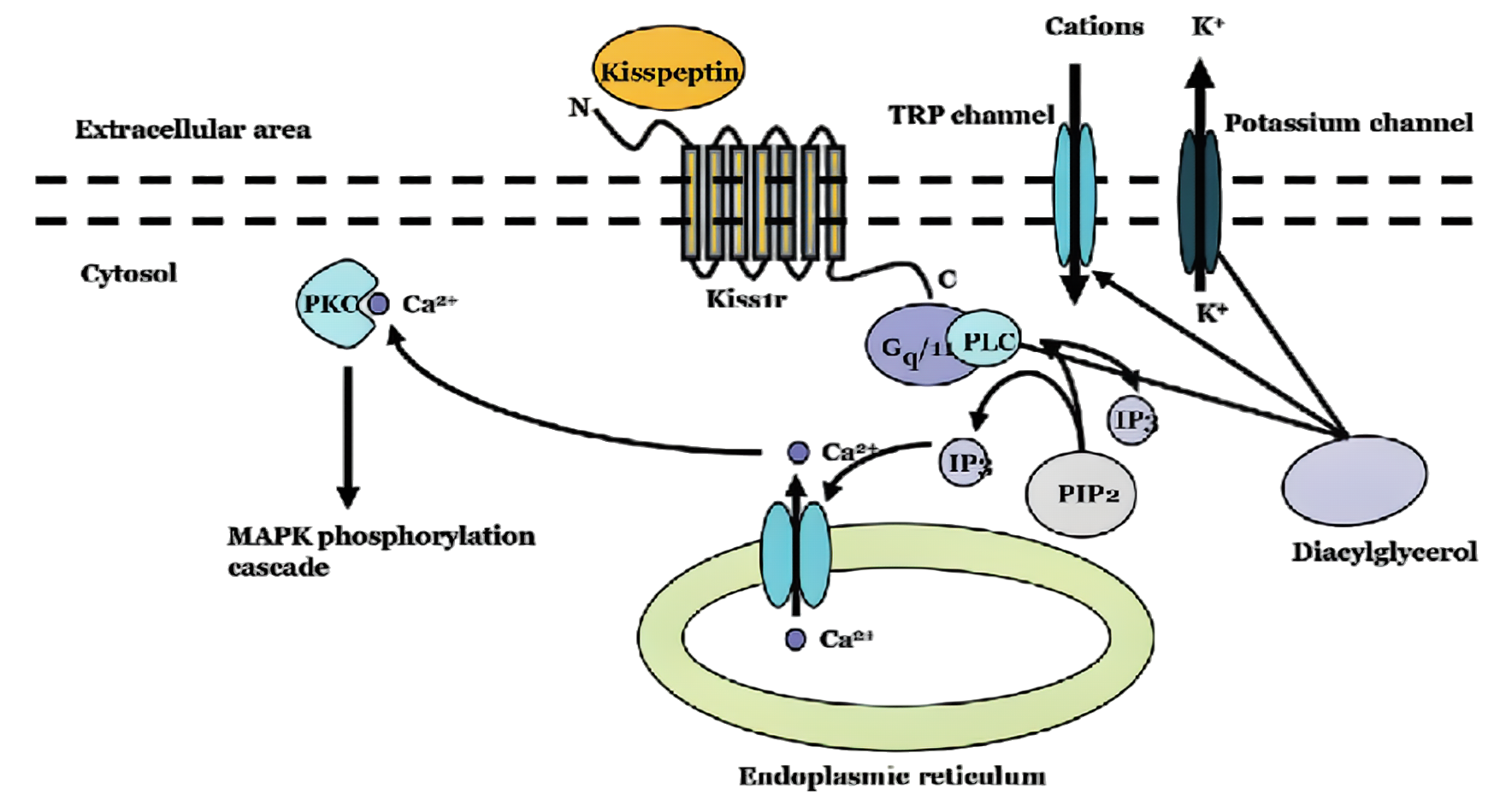 Kisspeptin: 생식 건강 및 생식 기능 강화에 적용