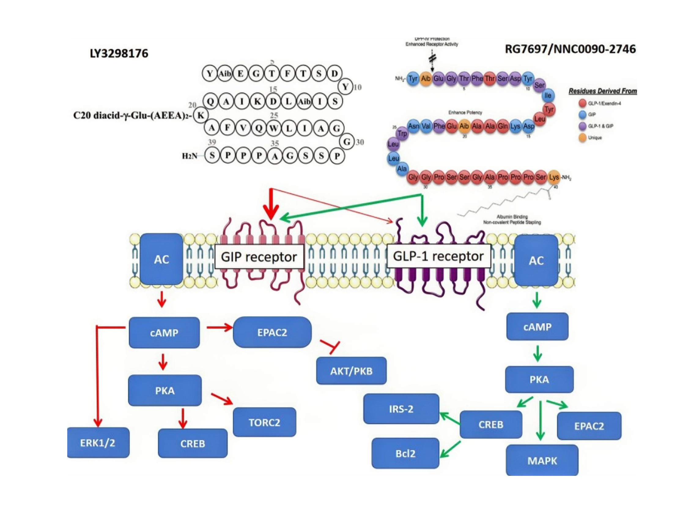 Ko te Tikanga Agonist Receptor Agonist Rua o te Tizepatide Obesity Treatment