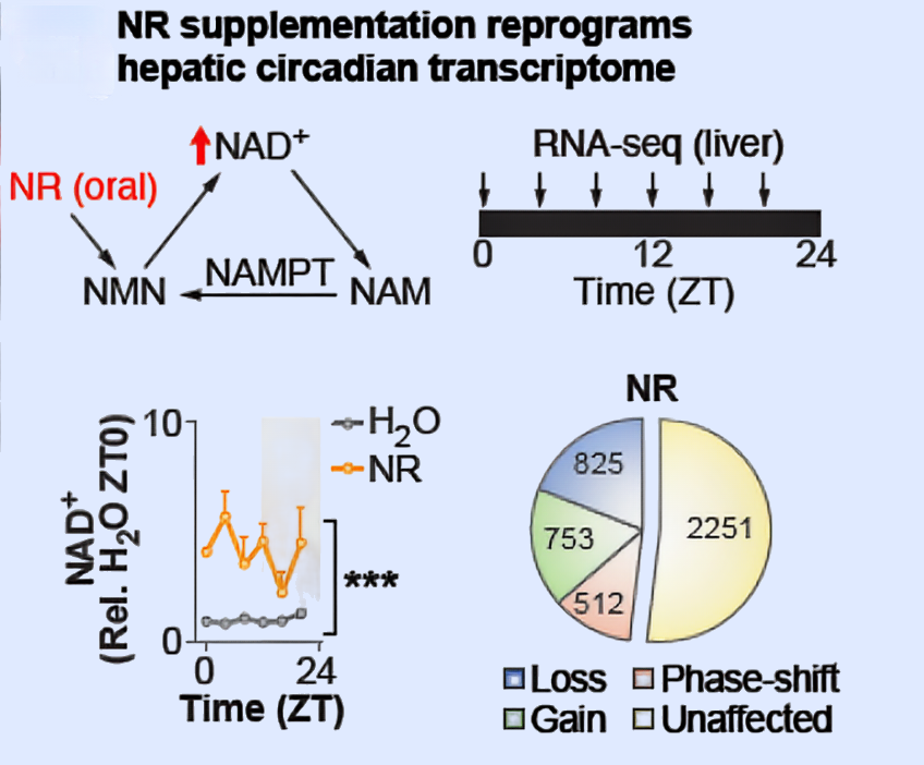 NAD+ a Anti-aging