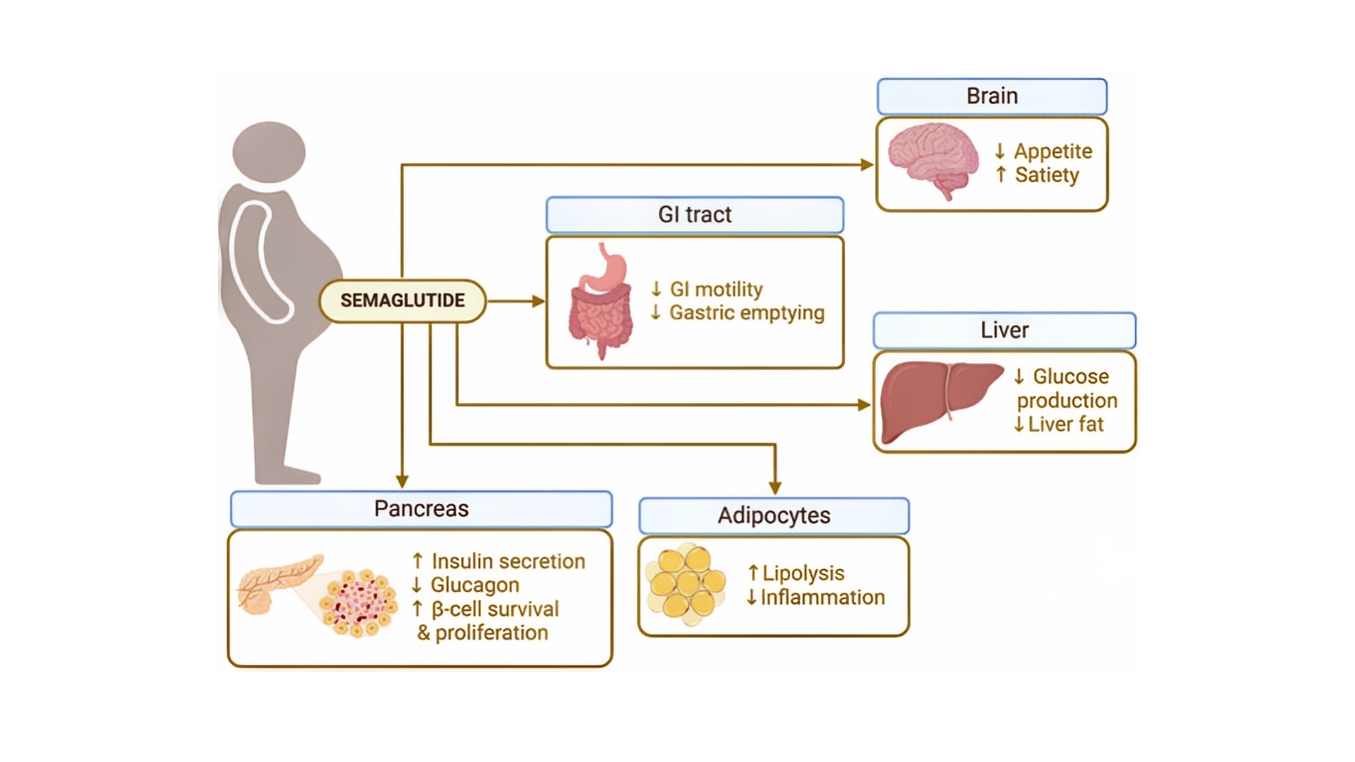 Semaglutida: tratamento de diabetes e controle de peso