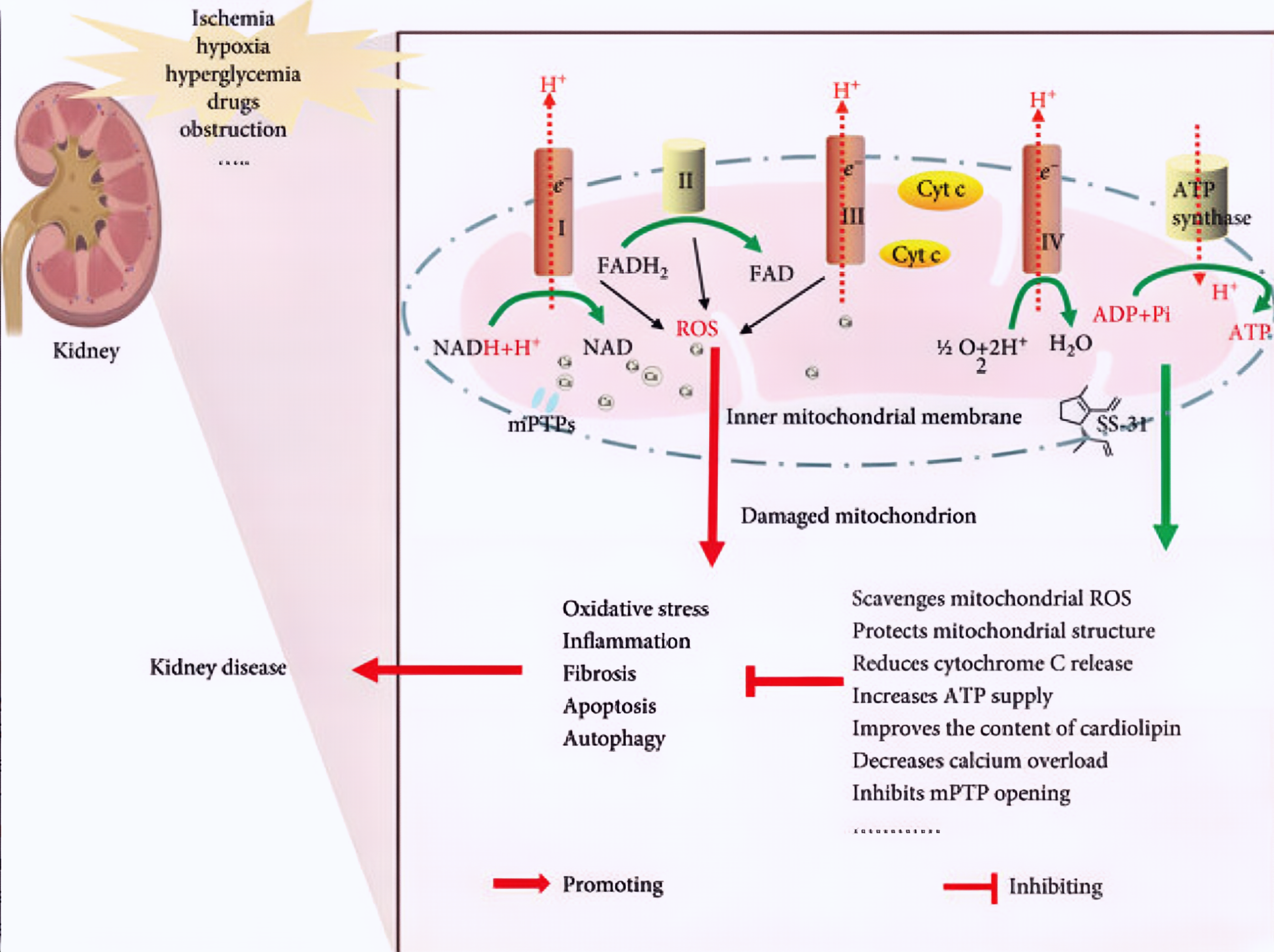 SS-31: rakukahjustuste parandamine 